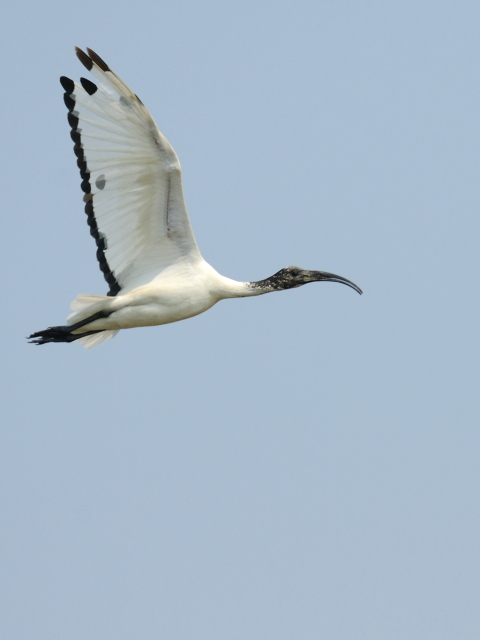 ④ アフリカクロトキ　成鳥　貝の養殖池　台南市　台湾　Tainan, Taiwan　2012/03/06　Photo by Kohyuh