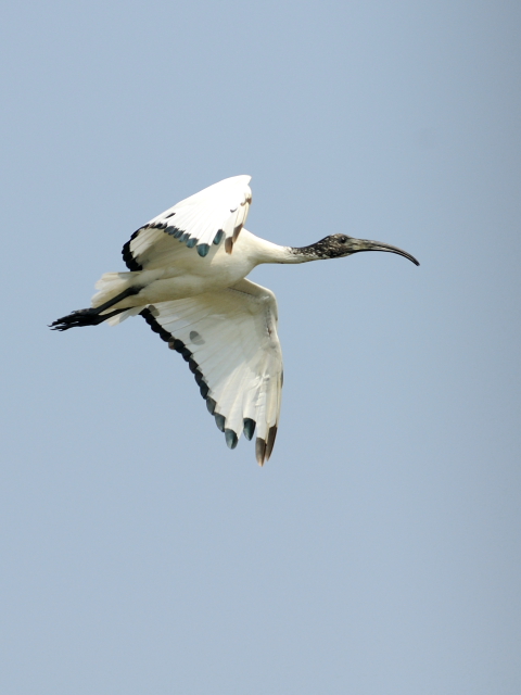 ⑤ アフリカクロトキ　成鳥　貝の養殖池　台南市　台湾　Tainan, Taiwan　2012/03/06　Photo by Kohyuh