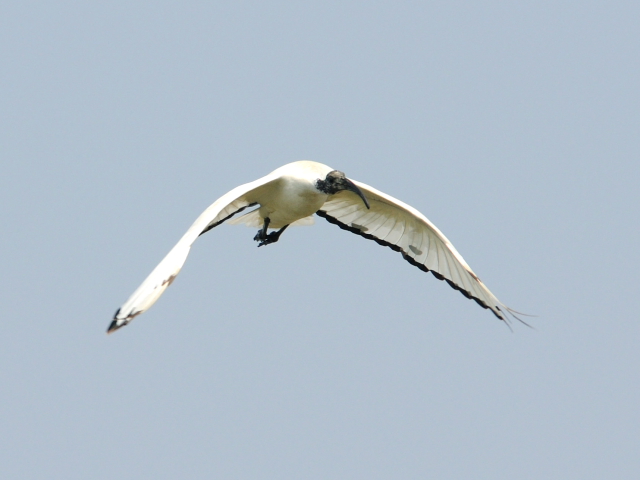 ⑥ アフリカクロトキ　成鳥　貝の養殖池　台南市　台湾　Tainan, Taiwan　2012/03/06　Photo by Kohyuh