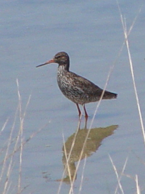 @ AJAVVM@@ĉH@AKC_nс@hj[i@XyC@la Algaida y la marisma, Donana National@Park, Spain@2005/05/05@Photo by Kohyuh