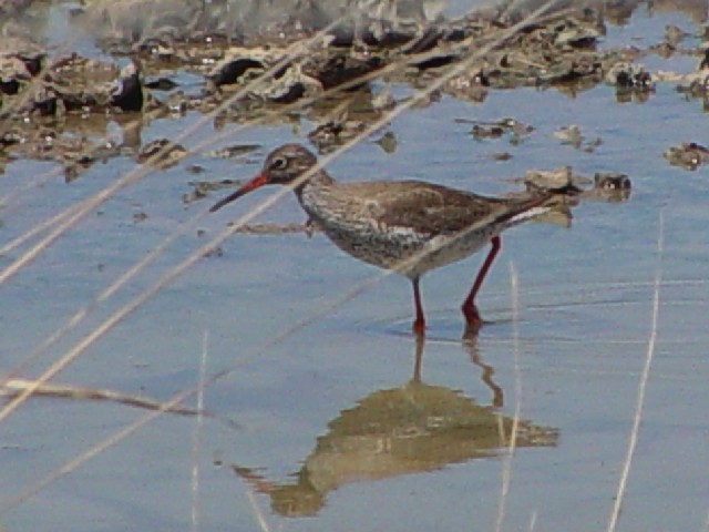 B AJAVVM@@ĉH@AKC_nс@hj[i@XyC@la Algaida y la marisma, Donana National@Park, Spain@2005/05/05@Photo by Kohyuh