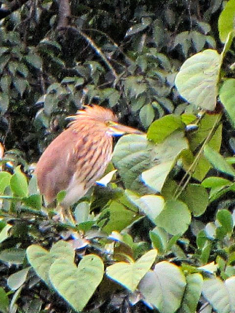 ① アカガシラサギ　成鳥　冬羽　チュック・バック湖　ハノイ　ベトナム　Ho Truc Bach, Ha Noi, Vietnam　2010/01/12　Photo by Kohyuh