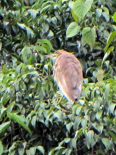 ③ アカガシラサギ　成鳥　冬羽　チュック・バック湖　ハノイ　ベトナム　Ho Truc Bach, Ha Noi, Vietnam　2010/01/12　Photo by Kohyuh