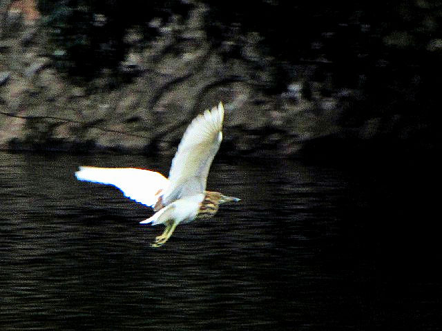 ④ アカガシラサギ　成鳥　冬羽　チュック・バック湖　ハノイ　ベトナム　Ho Truc Bach, Ha Noi, Vietnam　2010/01/12　Photo by Kohyuh