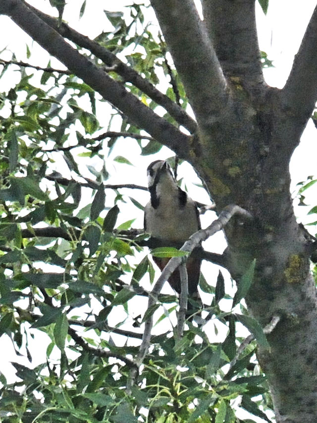 アカゲラ成鳥（３態-1）　サラマンカ　スペイン　Salamanca, Spain　2018/06/21　Photo by Kohyuh