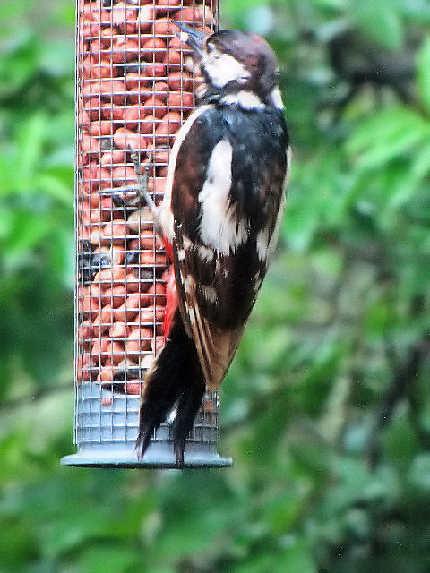 ① アカゲラ ♀　成鳥　ロウズ湖野生動物保護区　スコットランド　Loch of the Lowes wildlife reserve, Scotland　2009/05/19　Photo by Kohyuh