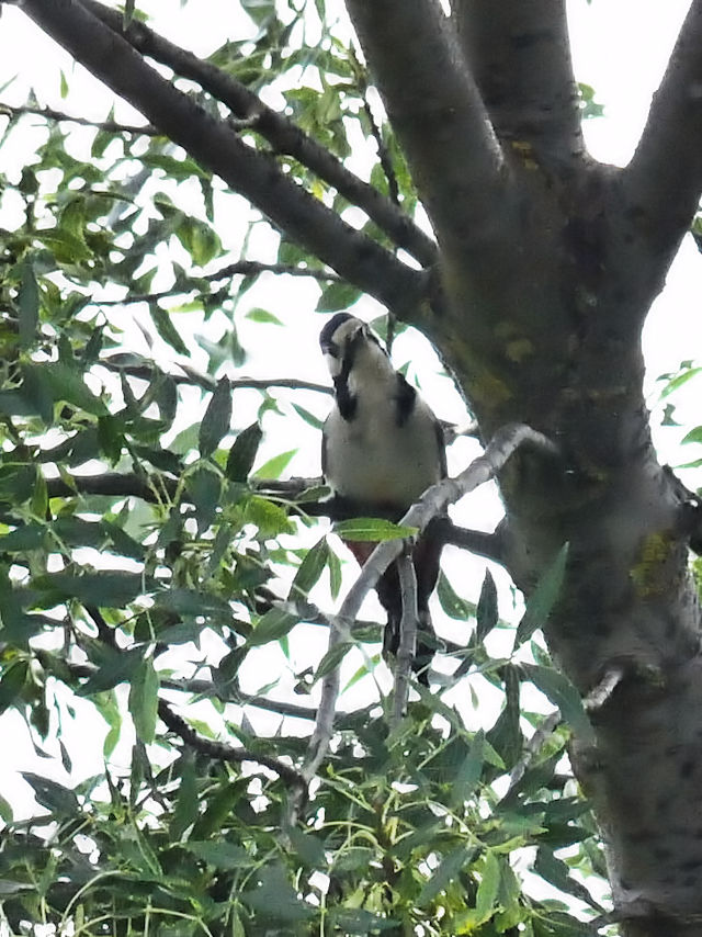 アカゲラ成鳥（３態-2）　サラマンカ　スペイン　Salamanca, Spain　2018/06/21　Photo by Kohyuh