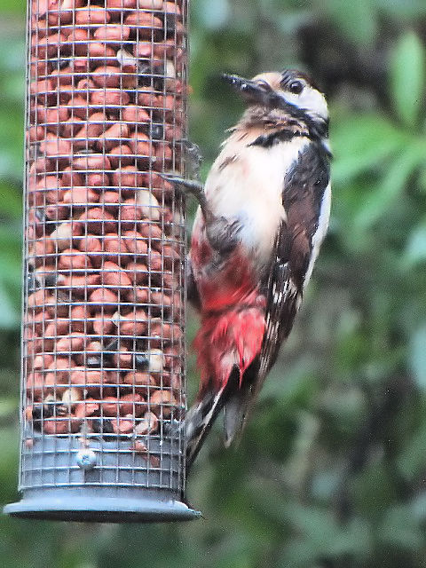 ② アカゲラ ♀　成鳥　ロウズ湖野生動物保護区　スコットランド　Loch of the Lowes wildlife reserve, Scotland　2009/05/19　Photo by Kohyuh