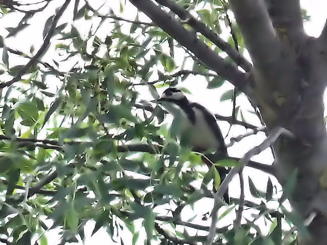 アカゲラ成鳥（３態-3）　サラマンカ　スペイン　Salamanca, Spain　2018/06/21　Photo by Kohyuh