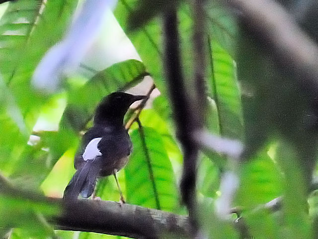 ① アカハラシキチョウ　成鳥 ♂　タマン・ネガラ　マレーシア　Taman Negara, Malaysia　2010/06/07　Photo by Kohyuh