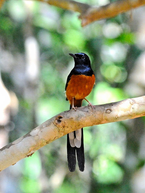 ① アカハラシキチョウ ♂　成鳥　カオヤイ国立公園　タイ　Khao Yai National Park, Thailand　2014/01/28　Photo by Kohyuh