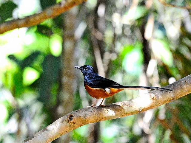 ② アカハラシキチョウ ♂　成鳥　カオヤイ国立公園　タイ　Khao Yai National Park, Thailand　2014/01/28　Photo by Kohyuh