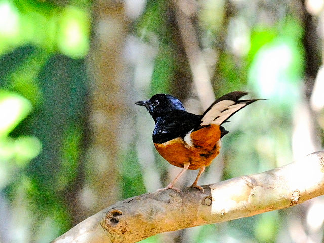 ③ アカハラシキチョウ ♂　成鳥　カオヤイ国立公園　タイ　Khao Yai National Park, Thailand　2014/01/28　Photo by Kohyuh