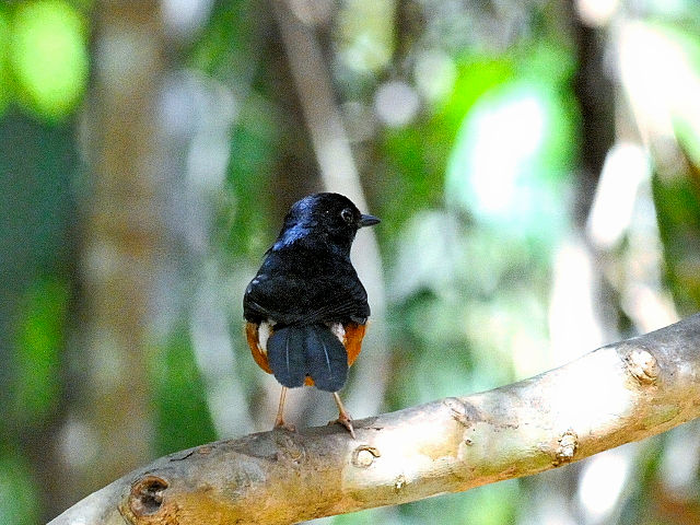 ④ アカハラシキチョウ ♂　成鳥　カオヤイ国立公園　タイ　Khao Yai National Park, Thailand　2014/01/28　Photo by Kohyuh