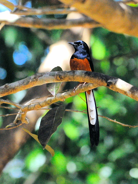 ⑤ アカハラシキチョウ ♂　成鳥　カオヤイ国立公園　タイ　Khao Yai National Park, Thailand　2014/01/28　Photo by Kohyuh