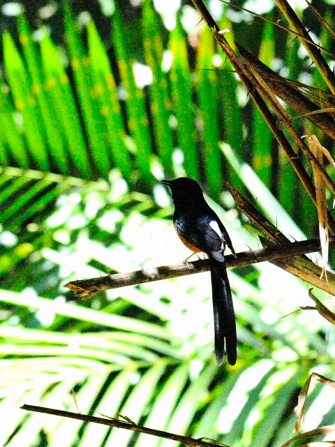 ⑥ アカハラシキチョウ ♂　成鳥　カオヤイ国立公園　タイ　Khao Yai National Park, Thailand　2014/01/28　Photo by Kohyuh