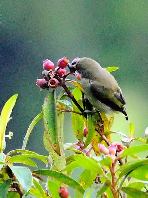 ④ アカハシハナドリ　成鳥　ジャンダ・バイク　マレーシア　Janda Baik, Malaysia　　2010/05/24　Photo by Kohyuh