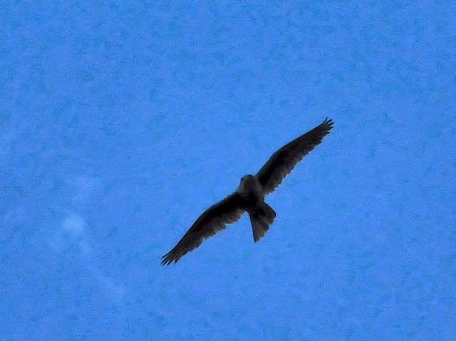 アカケアシノスリ （２態）　ロッキーマウンテン国立公園　米国　Rocky Mountain National Park, Colorado, USA　2013/07/02 Photo by Kohyuh