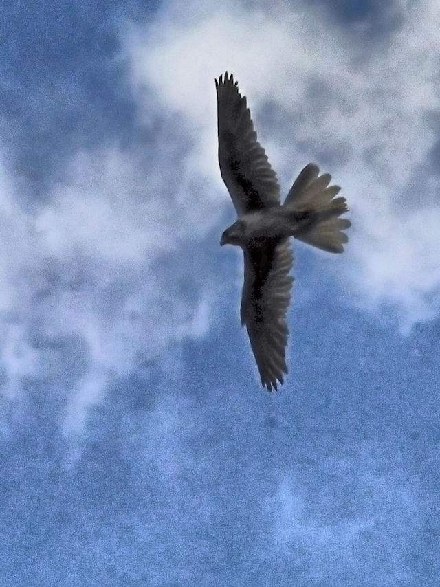 アカケアシノスリ （２態）　ロッキーマウンテン国立公園　米国　Rocky Mountain National Park, Colorado, USA　2013/07/02 Photo by Kohyuh