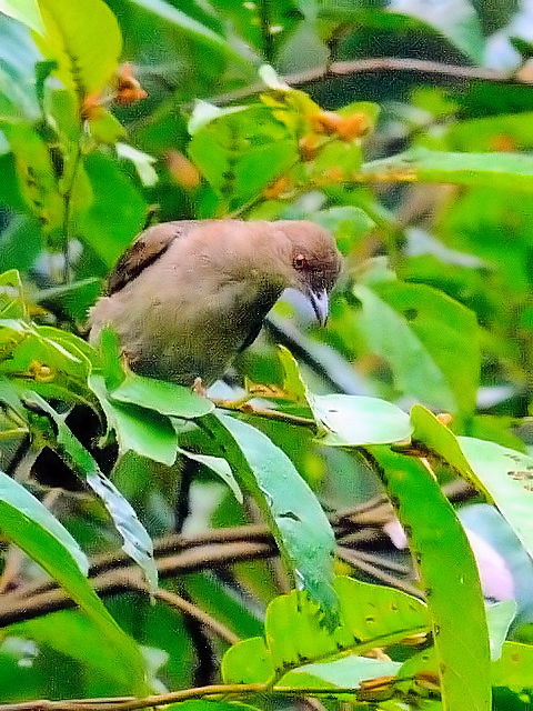 ① アカメチャイロヒヨ　成鳥　ジャンダ・バイク　マレーシア　Janda Baik, Malaysia　　2010/05/25　Photo by Kohyuh