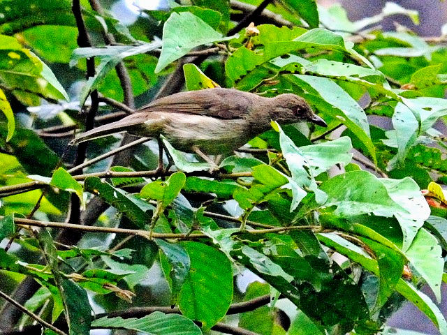 ② アカメチャイロヒヨ　成鳥　ジャンダ・バイク　マレーシア　Janda Baik, Malaysia　　2010/05/25　Photo by Kohyuh