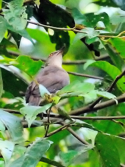 ③ アカメチャイロヒヨ　成鳥　ジャンダ・バイク　マレーシア　Janda Baik, Malaysia　　2010/05/25　Photo by Kohyuh