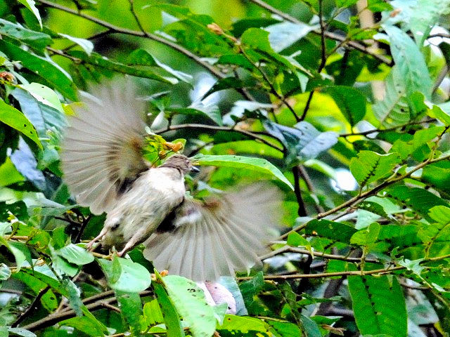 ④ アカメチャイロヒヨ　成鳥　ジャンダ・バイク　マレーシア　Janda Baik, Malaysia　　2010/05/25　Photo by Kohyuh