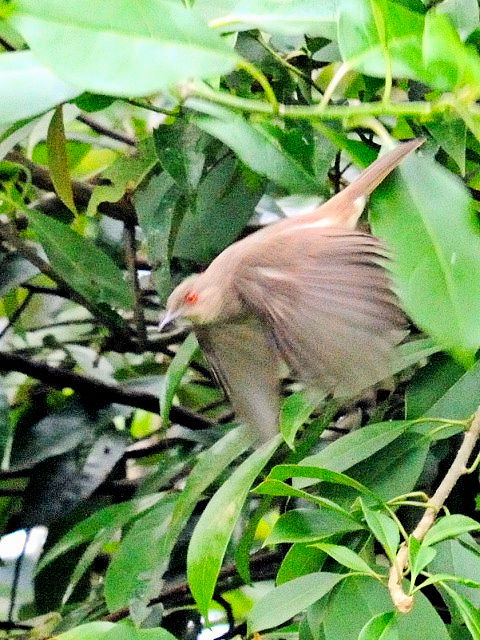 ⑤ アカメチャイロヒヨ　成鳥　ジャンダ・バイク　マレーシア　Janda Baik, Malaysia　　2010/05/25　Photo by Kohyuh