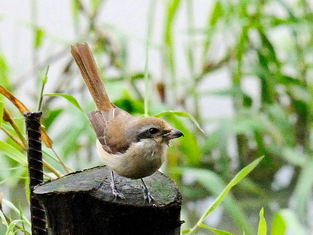 ① アカモズ　成鳥　冬羽　関渡（關渡）自然公園　台北市　台湾　Guandu Nature Park, Taipei, Taiwan　2012/02/26　Photo by Kohyuh