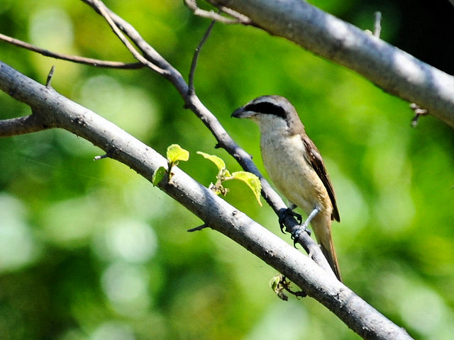 ④ アカモズ　成鳥　冬羽　旗津海岸公園　高雄市　台湾　Cijin Seashore Park, Kaohsiung, Taiwan　2012/03/05　Photo by Kohyuh