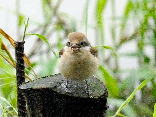 ② アカモズ　成鳥　冬羽　関渡（關渡）自然公園　台北市　台湾　Guandu Nature Park, Taipei, Taiwan　2012/02/26　Photo by Kohyuh