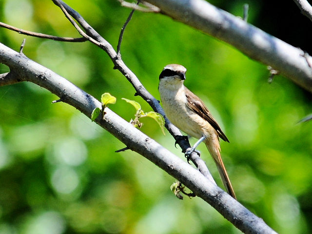 ⑤ アカモズ　成鳥　冬羽　旗津海岸公園　高雄市　台湾　Cijin Seashore Park, Kaohsiung, Taiwan　2012/03/05　Photo by Kohyuh