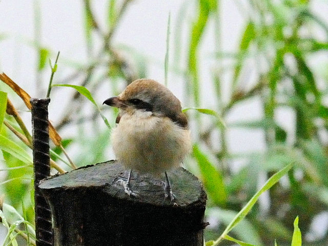 ③ アカモズ　成鳥　冬羽　関渡（關渡）自然公園　台北市　台湾　Guandu Nature Park, Taipei, Taiwan　2012/02/26　Photo by Kohyuh