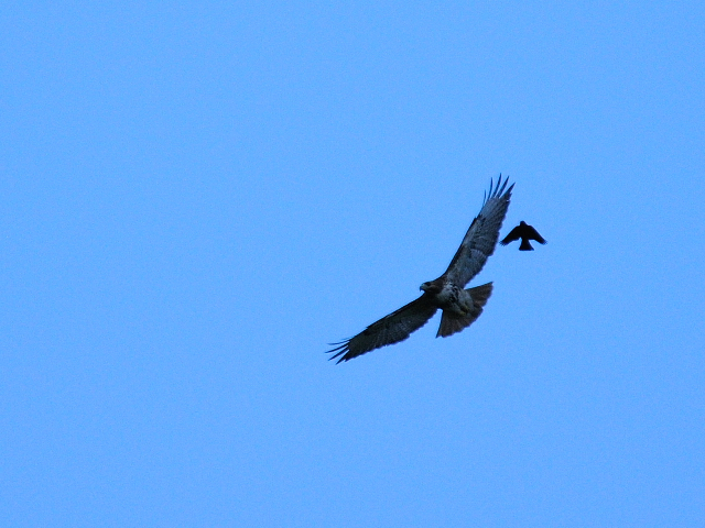 アカオノスリ　成鳥 （２態-1）　モッシー・バンク公園　バース　ニューヨーク州　米国　Mossy Bank Park, Ｂａｔｈ, NY, USA　2013/05/23　Photo by Kohyuh