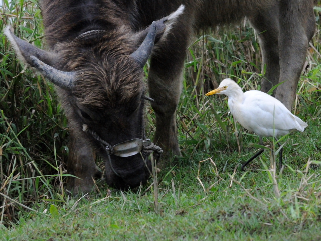 ② アマサギ　成鳥　冬羽　関渡（關渡）自然公園　台北市　台湾　Guandu Nature Park, Taipei, Taiwan　2012/02/26　Photo by Kohyuh