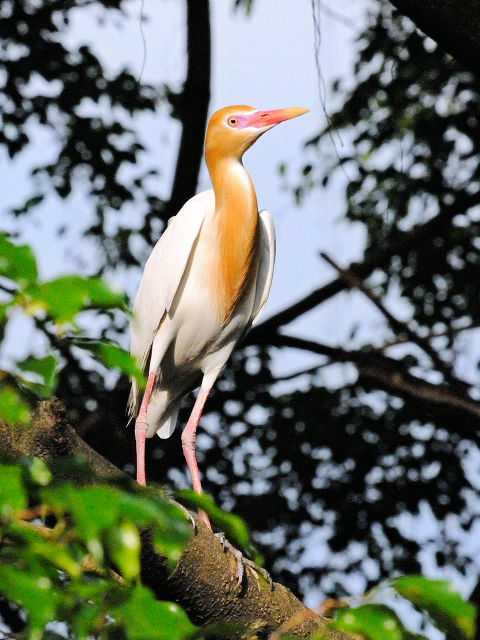 ① アマサギ　バード・パーク　マレーシア　Birdpark, Kuala Lumpur, Malaysia　2010/06/04　Photo by Kohyuh