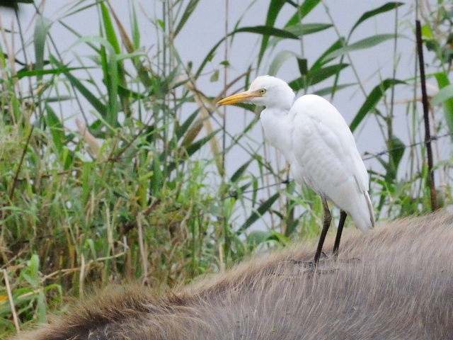 ③ アマサギ　成鳥　冬羽　関渡（關渡）自然公園　台北市　台湾　Guandu Nature Park, Taipei, Taiwan　2012/02/26　Photo by Kohyuh