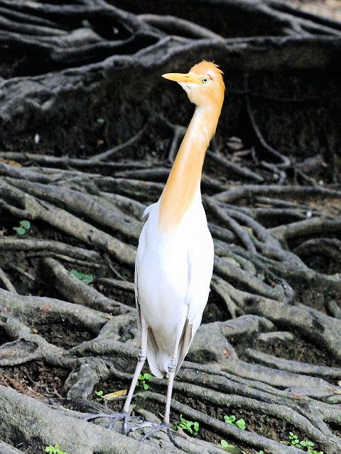 ② アマサギ　バード・パーク　マレーシア　Birdpark, Kuala Lumpur, Malaysia　2010/06/04　Photo by Kohyuh