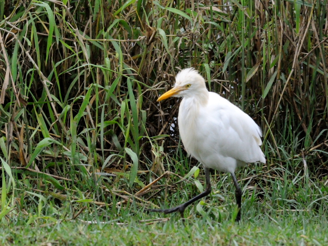 ① アマサギ　成鳥　冬羽　関渡（關渡）自然公園　台北市　台湾　Guandu Nature Park, Taipei, Taiwan　2012/02/26　Photo by Kohyuh