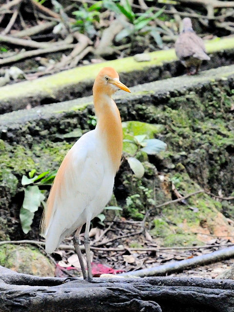 ③ アマサギ　バード・パーク　マレーシア　Birdpark, Kuala Lumpur, Malaysia　2010/06/04　Photo by Kohyuh