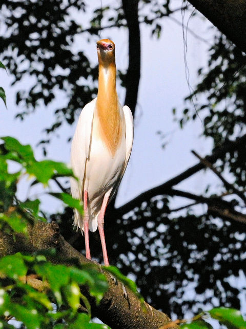 ④ アマサギ　バード・パーク　マレーシア　Birdpark, Kuala Lumpur, Malaysia　2010/06/04　Photo by Kohyuh