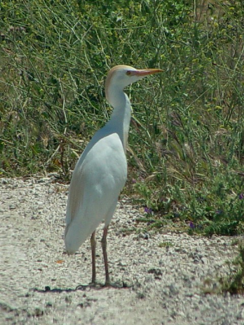 A}TM@@AKC_nс@hj[i@XyC@Donana National Park, Spain@2005/05/05@Photo by Kohyuh