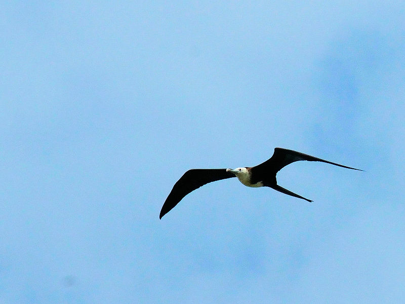 アメリカグンカンドリ若鳥 （４態-1）　マイアミ近郊　フロリダ　米国　Miami, Florida, USA　2013/06/06　Photo by Kohyuh