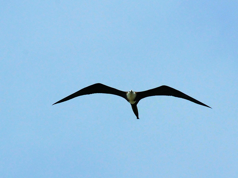 アメリカグンカンドリ若鳥 （４態-2）　マイアミ近郊　フロリダ　米国　Miami, Florida, USA　2013/06/06　Photo by Kohyuh