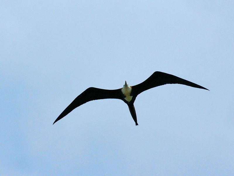 アメリカグンカンドリ若鳥 （４態-3）　マイアミ近郊　フロリダ　米国　Miami, Florida, USA　2013/06/06　Photo by Kohyuh