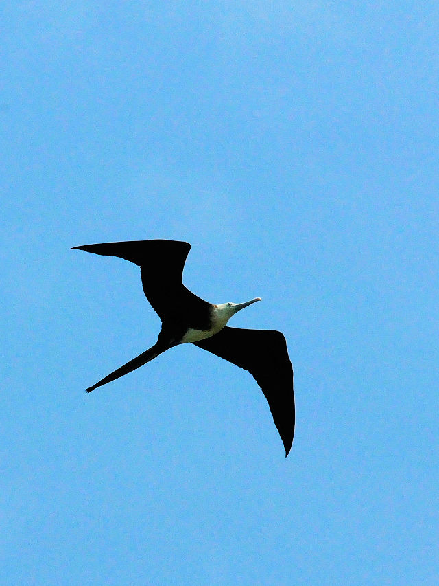 アメリカグンカンドリ若鳥 （４態-4）　マイアミ近郊　フロリダ　米国　Miami, Florida, USA　2013/06/06　Photo by Kohyuh