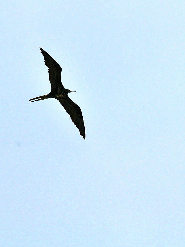 アメリカグンカンドリ♂ （７態-1）　マイアミビーチ　フロリダ　米国　Miami Beach, Florida, USA　2013/06/02　Photo by Kohyuh