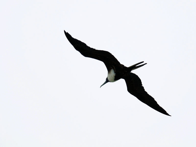 アメリカグンカンドリ♀ （２態-1）　マイアミ近郊　フロリダ　米国　near by Miami, Florida, USA　2013/06/06　Photo by Kohyuh