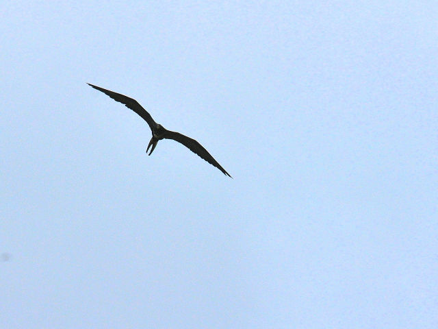 アメリカグンカンドリ♂ （７態-2）　マイアミビーチ　フロリダ　米国　Miami Beach, Florida, USA　2013/06/02　Photo by Kohyuh