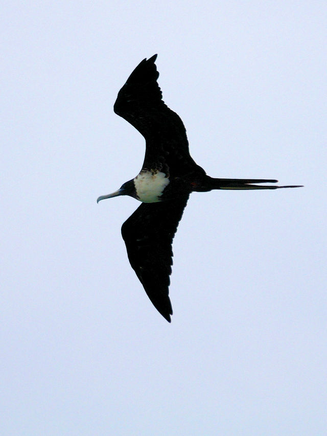 アメリカグンカンドリ♀ （２態-2）　マイアミ近郊　フロリダ　米国　near by Miami, Florida, USA　2013/06/06　Photo by Kohyuh